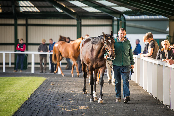 Goffs Orby 2015 -419