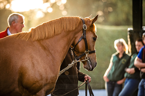 Goffs Orby 2015 -434