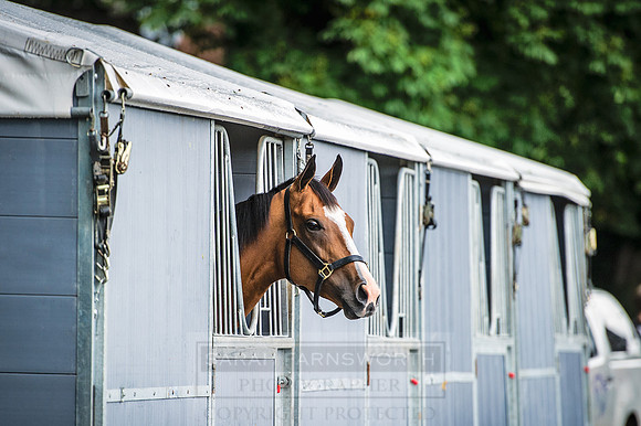 Goffs London Sale 2016-27