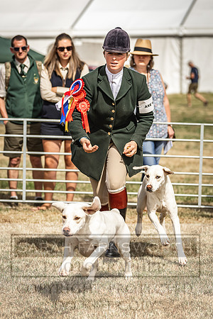 Honiton Hound Show 2022-80