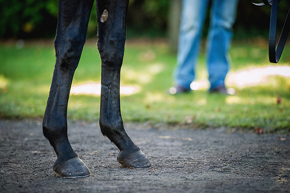 Goffs Orby 2015 -201