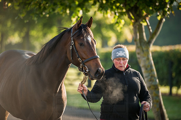 Goffs Orby 2015 -167
