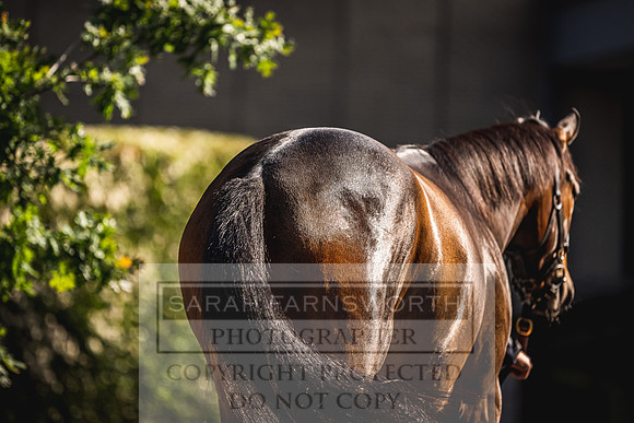 Goffs Land Rover Sale 2022-139