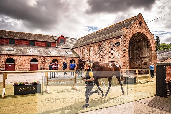 Goffs Yorton Sale 2022-196