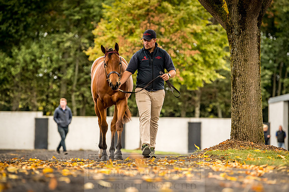Goffs Orby 2018 Day 1-104