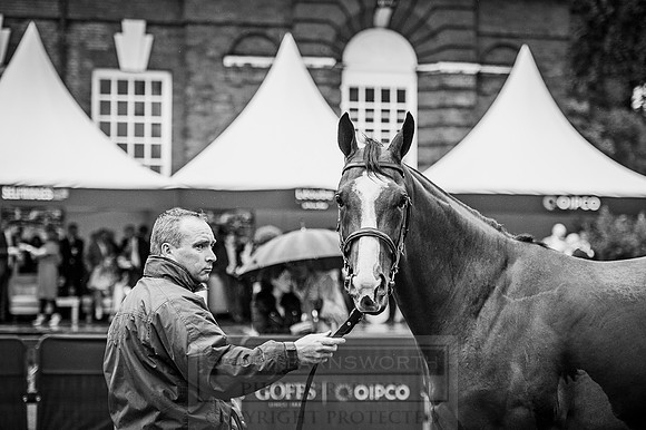 Goffs London Sale 2016-362