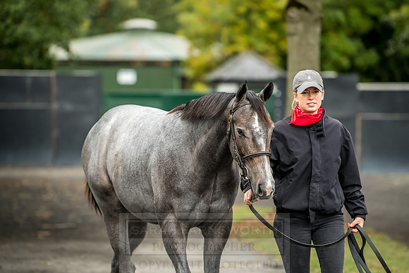 Goffs Orby 2018 Day 2-35