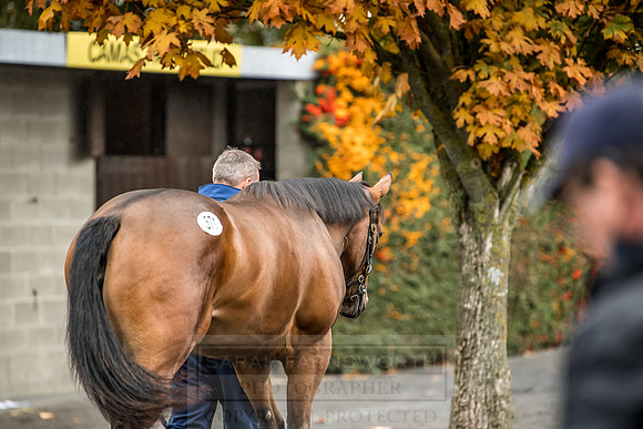Goffs Orby 2018 Day 2-39