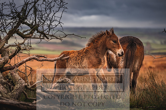 Exmoor Autumn 2020-50