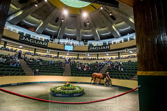 Goffs Orby 2018 Day 1-181
