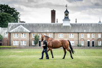 Goffs London Sale 2019-13
