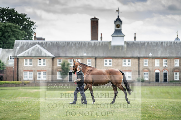Goffs London Sale 2019-13