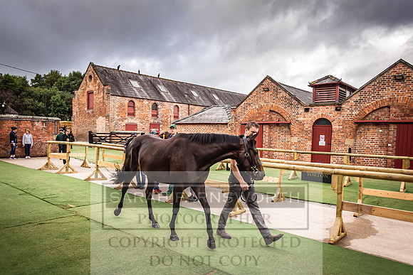 Goffs Yorton Sale 2022-8