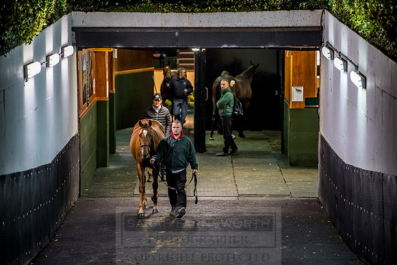 Goffs Orby 2018 Day 1-425