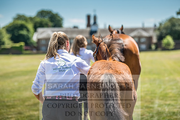 Goffs London Sale 2018-15