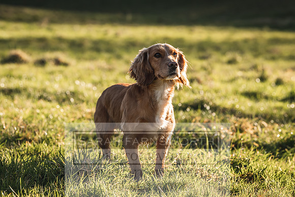Avonmeadow Stud Dogs-45