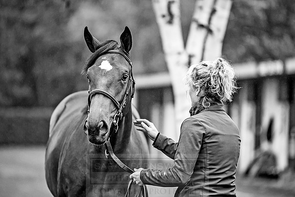 Goffs Orby 2018 Day 1-10