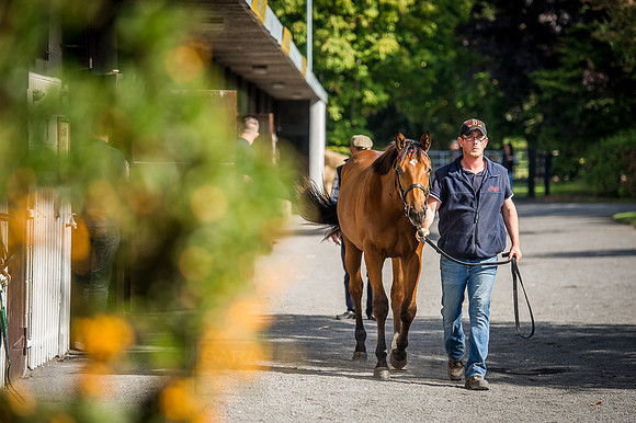 Goffs Orby 2015 -275