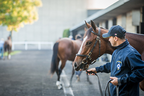Goffs Orby 2015 -110