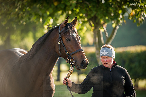 Goffs Orby 2015 -168
