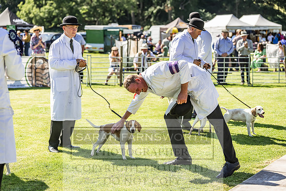 Rydal Hound Show 2022-167
