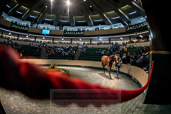 Goffs Orby 2018 Day 1-281