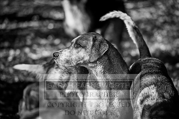 Desmond 250916-36