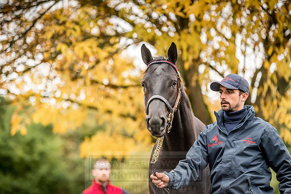 Goffs Orby 2018 Day 1-133