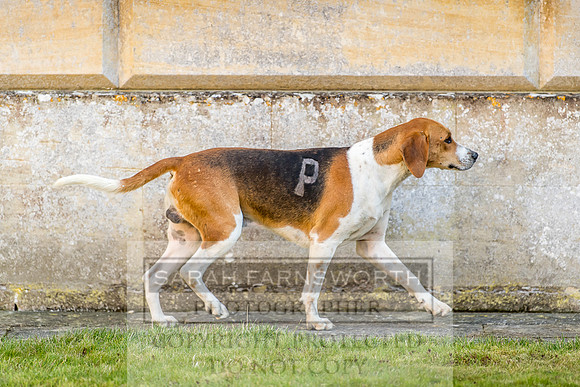 Baron Von Pfetten Puppy Show 02.09.18-121