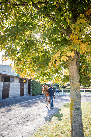 Goffs Orby 2015 -411