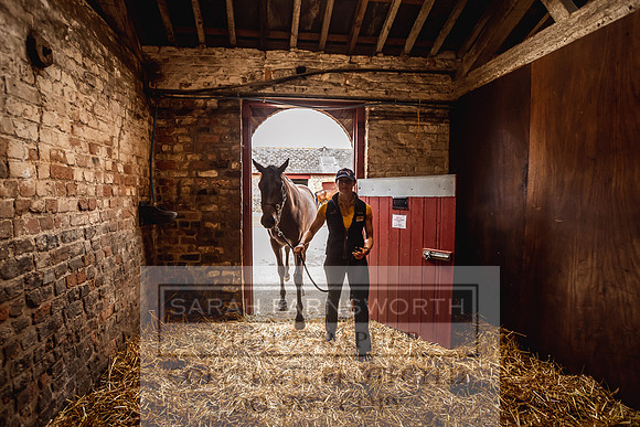 Goffs Yorton Sale 2022-116