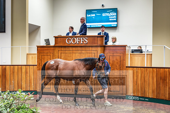 Goffs UK PY24-236