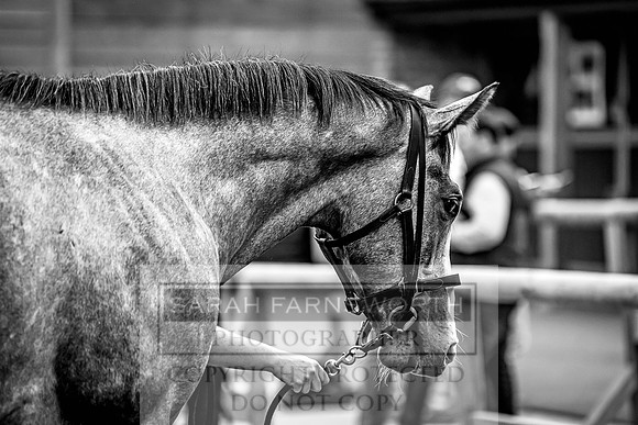 Goffs Yorton Sale 2022-53