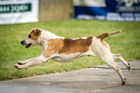 Ardingly Beagles 2016-12