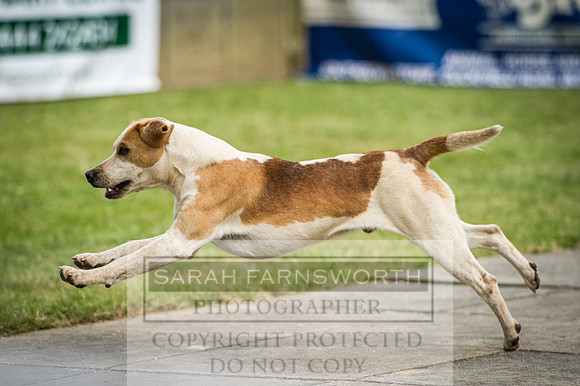 Ardingly Beagles 2016-12