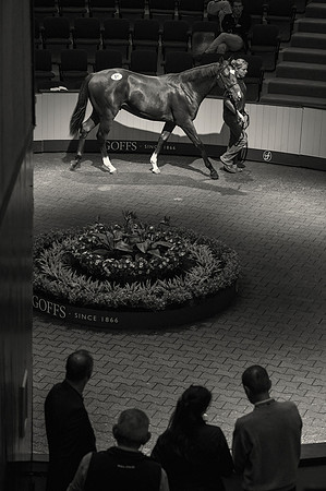 Goffs Orby14 CF5 376 bw