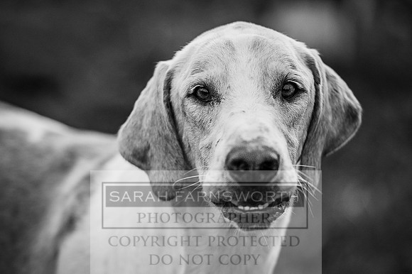 DOB 030316-17 bw