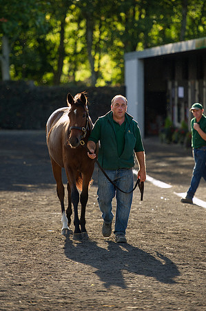 Goffs Orby14 CF7 298