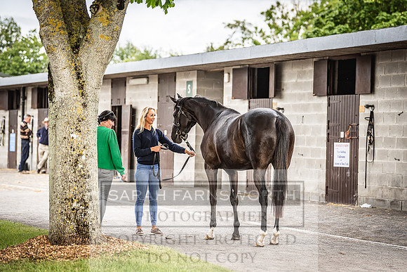 Goffs Land Rover Sale 2022-382