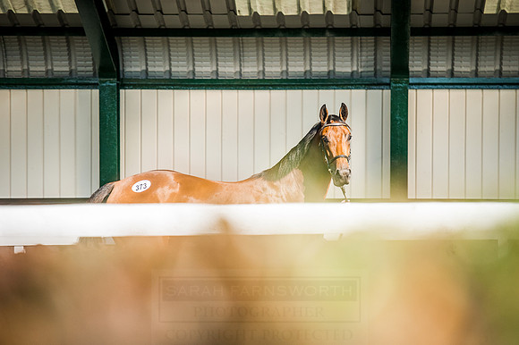 Goffs Orby 2015 -606