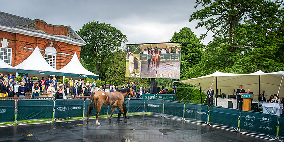 Goffs London Sale 2016-380