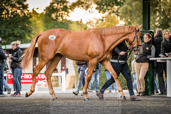 Goffs Orby 2018 Day 1-386