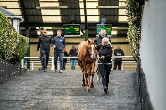 Goffs Orby 2018 Day 1-392