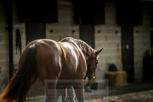 Goffs Orby 2018 Day 1-336