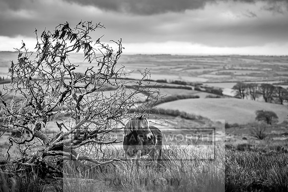 Exmoor Autumn 2020-16