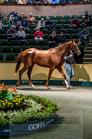 Goffs Orby 2018 Day 1-195