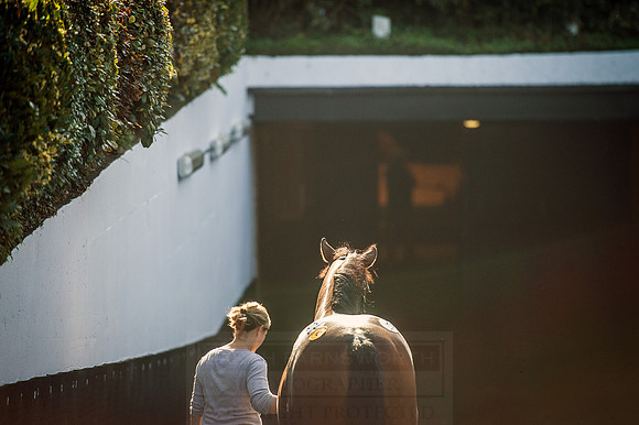 Goffs Orby 2015 -516