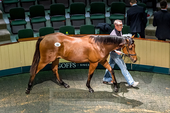 Goffs Orby 2018 Day 1-246
