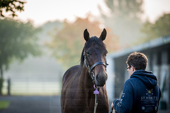Goffs Orby 2015 -89