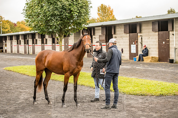 Goffs Orby 2018 Day 1-67
